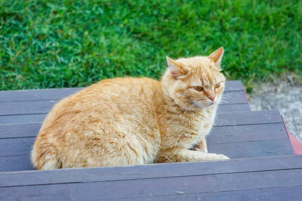 Gato Jengibre Sienta Puerta Gato Está Las Escaleras Una Mascota — Foto de Stock