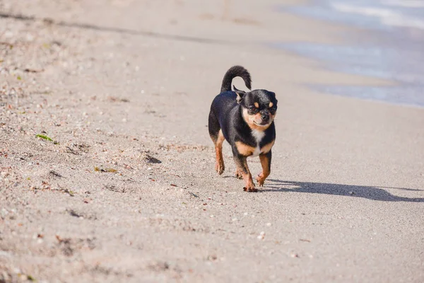 Perro Chihuahua Divertido Posando Una Playa Chihuahua Mar Pequeño Perro — Foto de Stock