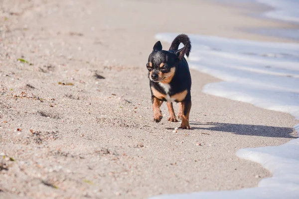 Perro Chihuahua Divertido Posando Una Playa Chihuahua Mar Pequeño Perro — Foto de Stock