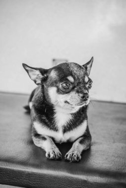 Chihuahua köpeği trene biniyor. Chihuahua köpeği trene biniyor. Seyahat kavramı