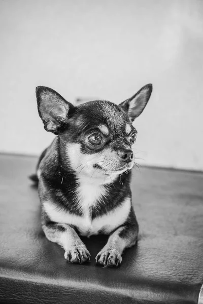 Chihuahua Dog Åker Tåg Chihuahua Hund Åker Tåg Resebegrepp — Stockfoto