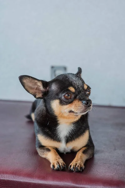 Chihuahua Dog Åker Tåg Chihuahua Hund Åker Tåg Resebegrepp — Stockfoto