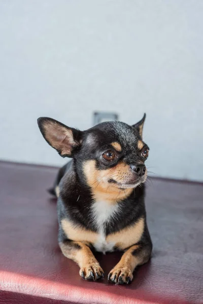 Pies Chihuahua Jeździ Pociągiem Pies Chihuahua Jedzie Pociągiem Koncepcja Podróży — Zdjęcie stockowe