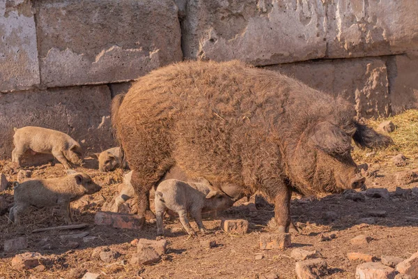 Mangalica Een Hongaars Ras Van Tamme Varkens Varkensmangalitsa — Stockfoto