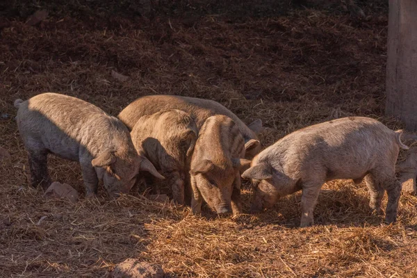 Mangalica Een Hongaars Ras Van Tamme Varkens Varkensmangalitsa — Stockfoto