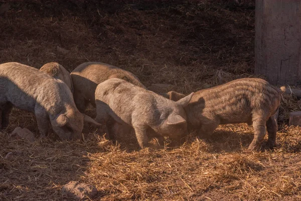 Mangalica Hungarian Breed Domestic Pig Pig Mangalitsa — Stock Photo, Image