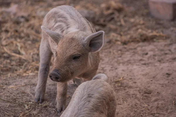 Mangalica a Hungarian breed of domestic pig. Pig mangalitsa.