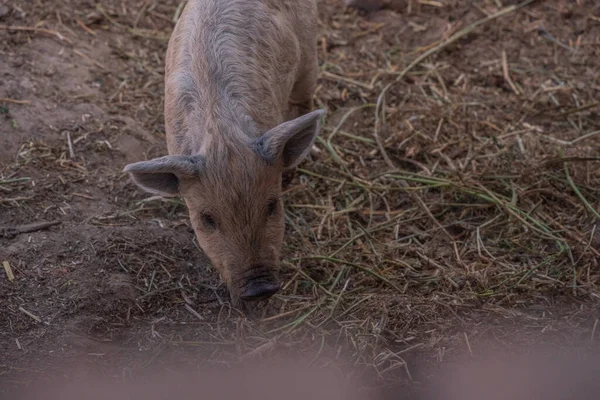 Mangalica Een Hongaars Ras Van Tamme Varkens Varkensmangalitsa — Stockfoto