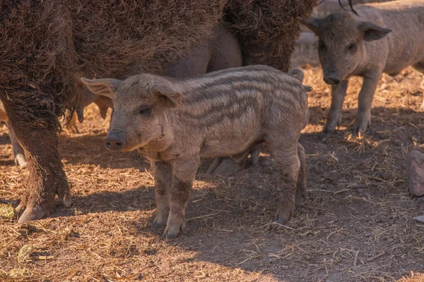 Mangalica a Hungarian breed of domestic pig. Pig mangalitsa. — Stock Image Mangalica Hungarian Breed Domestic Pig Pig Mangalitsa Royalty Free Stock Photos