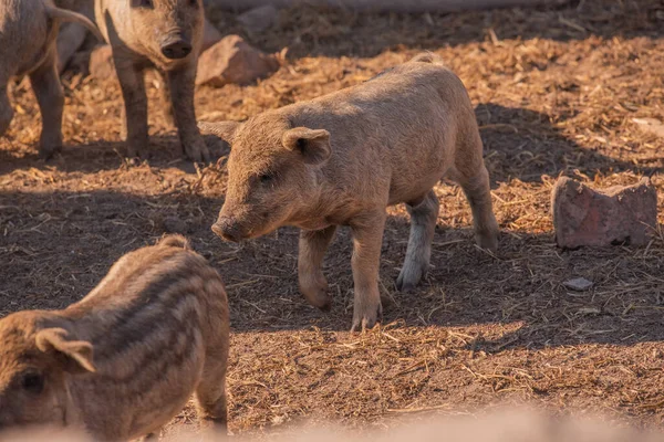 Mangalica a Hungarian breed of domestic pig. Pig mangalitsa. — Stock Image Mangalica Hungarian Breed Domestic Pig Pig Mangalitsa Stock Image