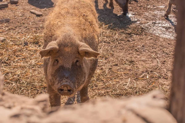 Mangalica a Hungarian breed of domestic pig. Pig mangalitsa. — Stock Image Mangalica Hungarian Breed Domestic Pig Pig Mangalitsa Royalty Free Stock Images