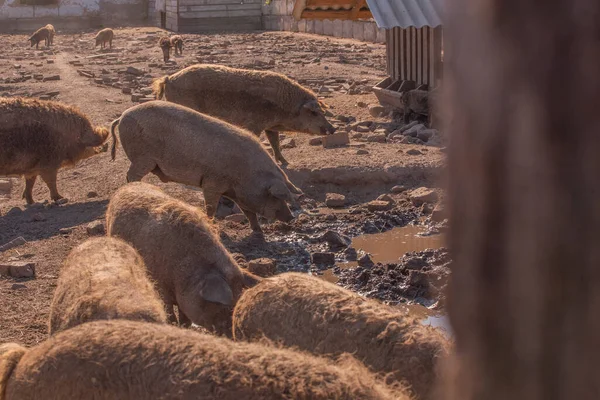 Mangalica a Hungarian breed of domestic pig. Pig mangalitsa. — Stock Image Mangalica Hungarian Breed Domestic Pig Pig Mangalitsa Stock Picture
