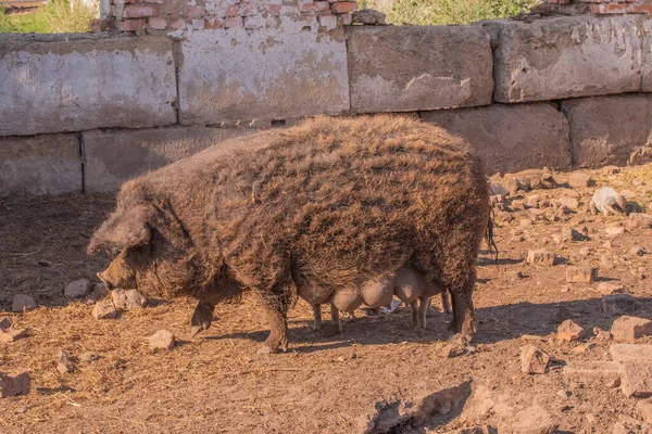Mangalica a Hungarian breed of domestic pig. Pig mangalitsa. — Stock Image Mangalica Hungarian Breed Domestic Pig Pig Mangalitsa Stock Picture