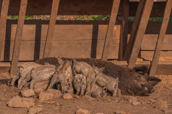 Mangalica a Hungarian breed of domestic pig. Pig mangalitsa. — Stock Image Mangalica Hungarian Breed Domestic Pig Pig Mangalitsa Stock Photo