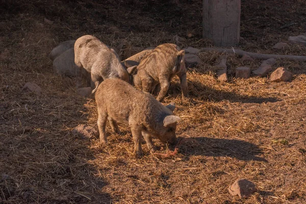 Mangalica a Hungarian breed of domestic pig. Pig mangalitsa. — Stock Image Mangalica Hungarian Breed Domestic Pig Pig Mangalitsa Royalty Free Stock Photos