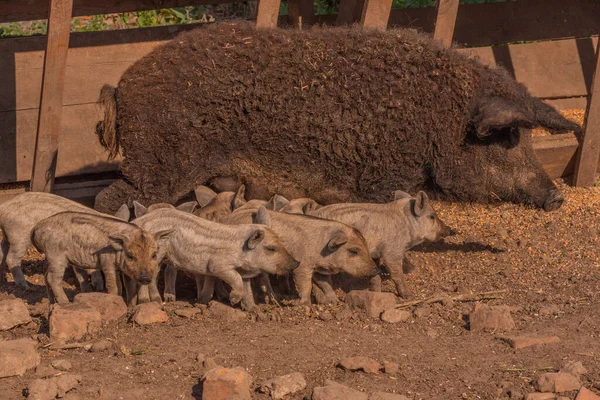 Mangalica Hungarian Breed Domestic Pig Pig Mangalitsa — Stock Photo, Image