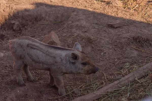 Mangalica a Hungarian breed of domestic pig. Pig mangalitsa. — Stock Image Mangalica Hungarian Breed Domestic Pig Pig Mangalitsa Royalty Free Stock Photos
