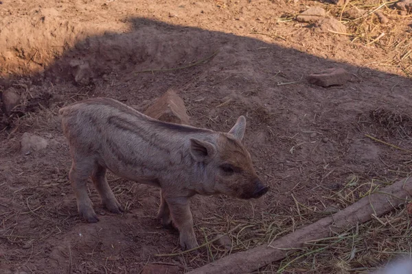 Mangalica a Hungarian breed of domestic pig. Pig mangalitsa. — Stock Image Mangalica Hungarian Breed Domestic Pig Pig Mangalitsa Stock Photo