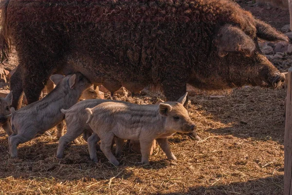 Mangalica a Hungarian breed of domestic pig. Pig mangalitsa. — Stock Image Mangalica Hungarian Breed Domestic Pig Pig Mangalitsa Stock Photo