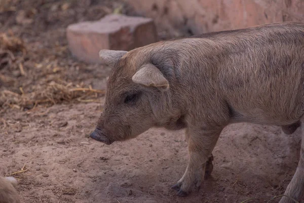 Mangalica a Hungarian breed of domestic pig. Pig mangalitsa. — Stock Image Mangalica Hungarian Breed Domestic Pig Pig Mangalitsa Stock Image