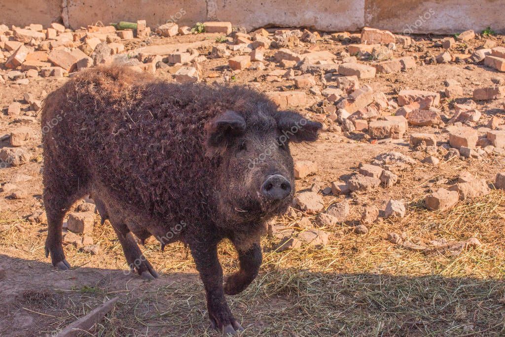 Mangalica una raza húngara de cerdo doméstico. Mangalitsa de cerdo. 2023
