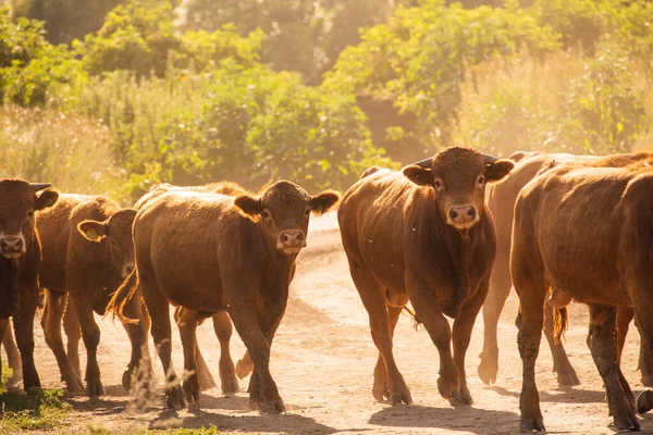 Mucche Volyn Carne Limousine Abordine Composizione Rurale Mucche Una Serie — Foto Stock