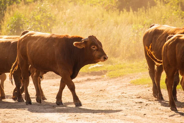 Vacas Volyn Carne Limusina Anormal Composición Rural Vacas Una Serie — Foto de Stock