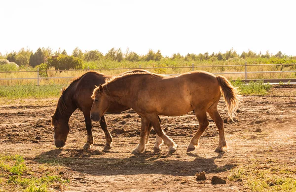 a brown horse stands. Horses on a farm. horse at the summer time. Animals and wildlife concept.