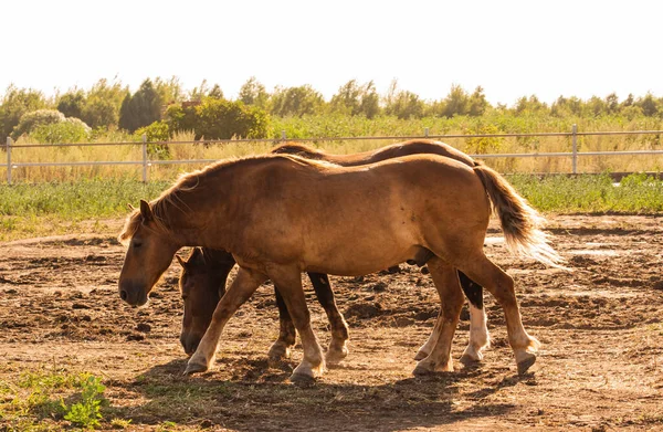 a brown horse stands. Horses on a farm. horse at the summer time. Animals and wildlife concept.