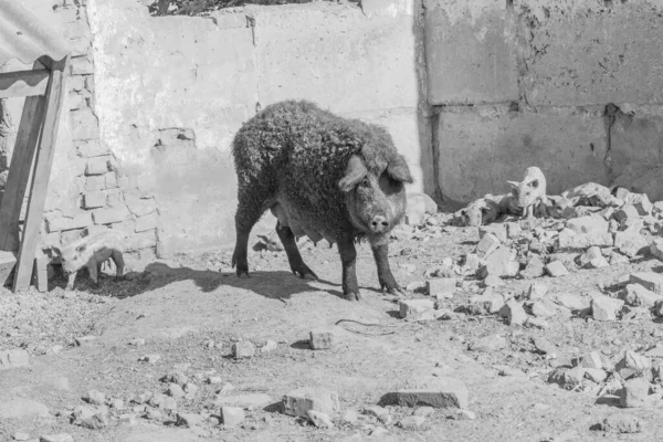 Mangalica Μια Ουγγρική Φυλή Οικόσιτων Χοίρων Μανγκαλίτσα Χοιρινού — Φωτογραφία Αρχείου