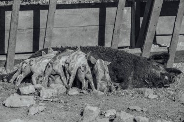 Mangalica, evcil bir Macar domuzudur. Domuz mangalitsa.