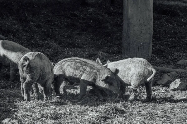 Mangalica 헝가리의 품종이다 — 스톡 사진