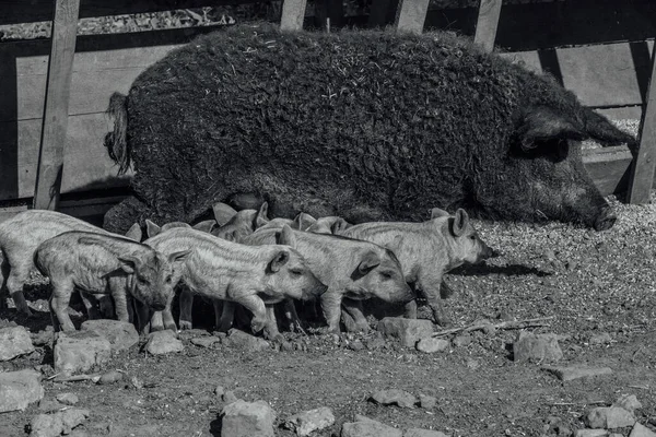 Mangalica Een Hongaars Ras Van Tamme Varkens Varkensmangalitsa — Stockfoto