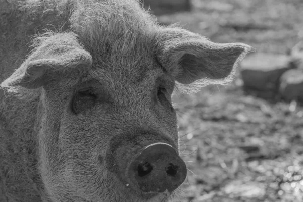 Mangalica a Hungarian breed of domestic pig. Pig mangalitsa. — Stock Image Mangalica Hungarian Breed Domestic Pig Pig Mangalitsa Royalty Free Stock Images