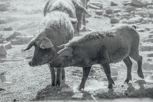 Mangalica a Hungarian breed of domestic pig. Pig mangalitsa. — Stock Image Mangalica Hungarian Breed Domestic Pig Pig Mangalitsa Royalty Free Stock Photos