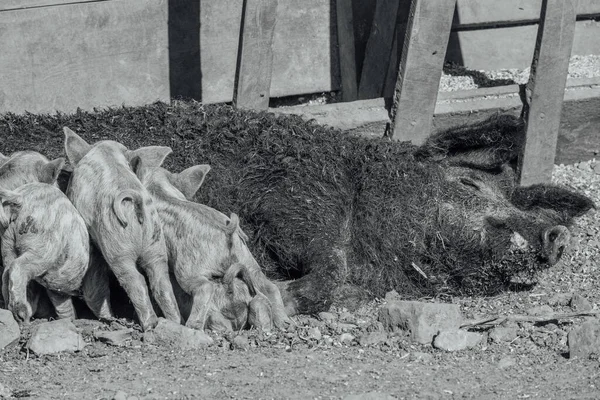 Mangalica a Hungarian breed of domestic pig. Pig mangalitsa. — Stock Image Mangalica Hungarian Breed Domestic Pig Pig Mangalitsa Stock Photo