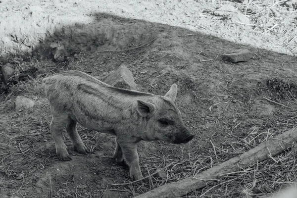 Mangalica Maďarské Plemeno Domácích Prasat Prasečí Mangalitsa — Stock fotografie