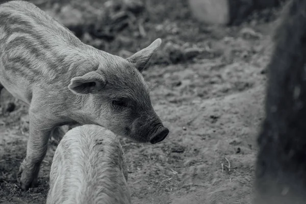 Mangalica Een Hongaars Ras Van Tamme Varkens Varkensmangalitsa — Stockfoto