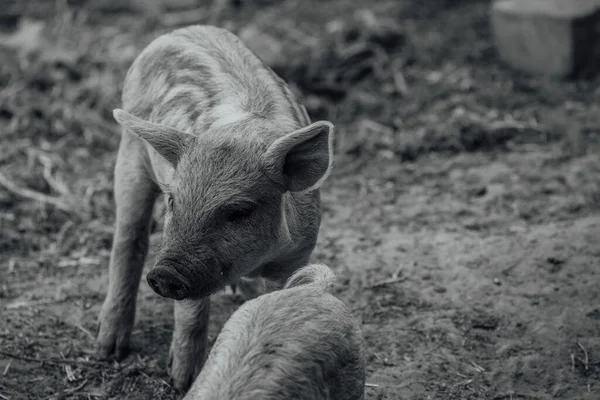 曼加里卡是匈牙利的一种家猪 猪粪A — 图库照片