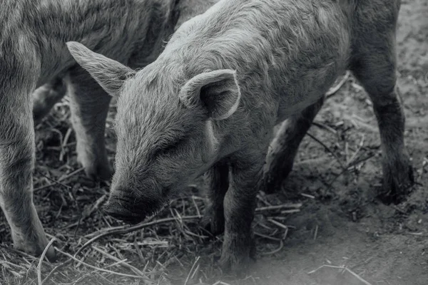 Mangalica Een Hongaars Ras Van Tamme Varkens Varkensmangalitsa — Stockfoto