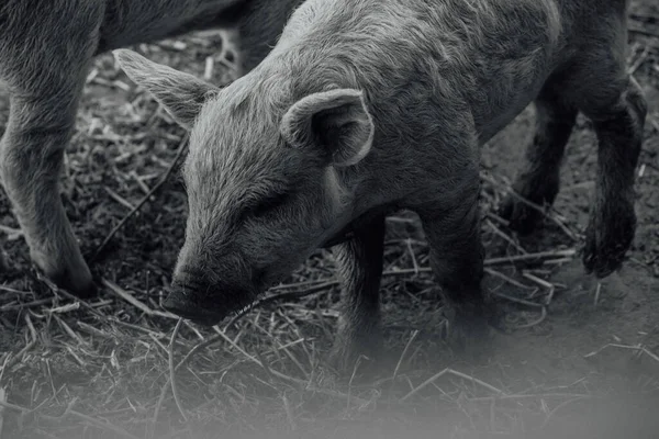 Mangalica Una Raza Húngara Cerdo Doméstico Mangalitsa Cerdo — Foto de Stock