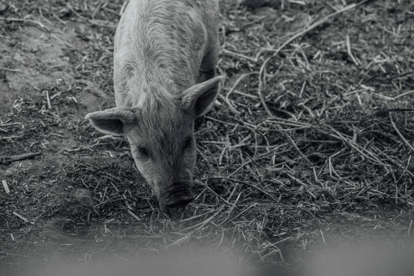 Mangalica Een Hongaars Ras Van Tamme Varkens Varkensmangalitsa — Stockfoto