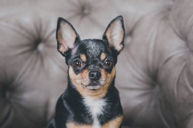 Köpek portresi. Mini siyah bej bej beyaz chihuahua gri koltukta. Siyah kahverengi beyaz chihuahua. Evcil bir hayvan evde, kanepede oturuyor. Chihuahua cinsi bir koltuk ya da kanepede. İyi yetiştirilmiş safkan bir köpek..