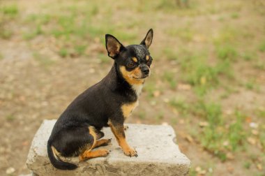 Evcil köpek sokakta yürüyor. Chihuahua köpeği yürüyüşe çıktı. Chihuahua siyah, kahverengi ve beyaz. Yavru köpek yürüyüşe çıktı. Bahçedeki ya da parktaki köpek. İyi giyimli köpek Chihuahua mini tüyleri pürüzsüz. Köpek portresi