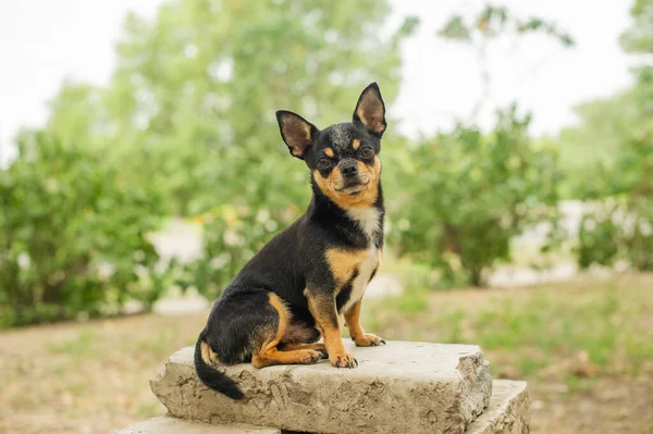 ペット犬が通りを歩いている 散歩のChihuahua犬 Chihuahua黒 茶色と白 散歩中の子犬 庭や公園で犬 よく手入れされた犬Chihuahuaミニ滑らかな髪 犬の肖像 — ストック写真