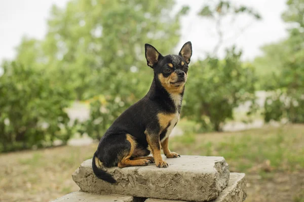 Hondenloopjes Straat Chihuahua Hond Voor Een Wandeling Chihuahua Zwart Bruin — Stockfoto