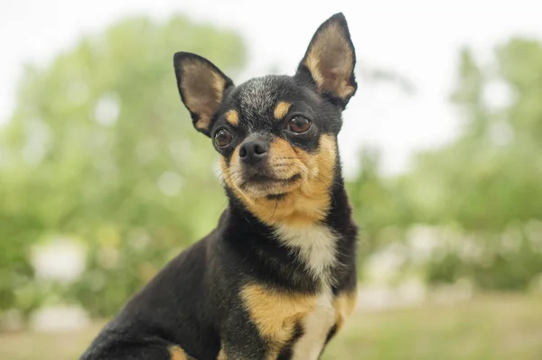 Hundar Rastar Gatan Chihuahua Hund För Promenad Chihuahua Svart Brun — Stockfoto