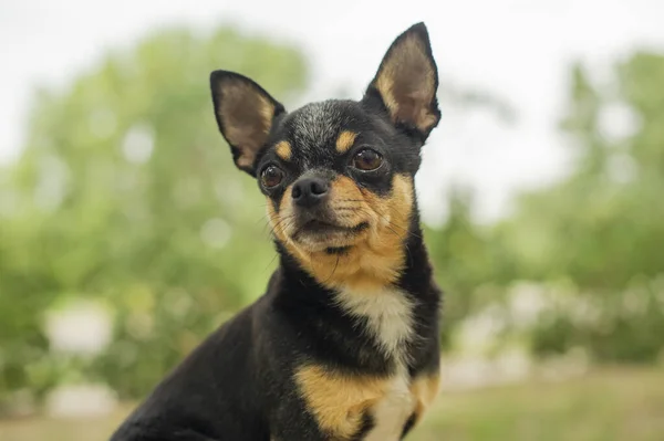 Evcil Köpek Sokakta Yürüyor Chihuahua Köpeği Yürüyüşe Çıktı Chihuahua Siyah — Stok fotoğraf