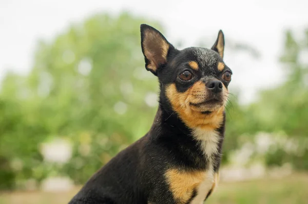 Pet dog walks on the street. Chihuahua dog for a walk. Chihuahua black, brown and white. Puppy on a walk. Dog in the garden or in the park. Well groomed dog Chihuahua mini smooth haired. Dog portrait