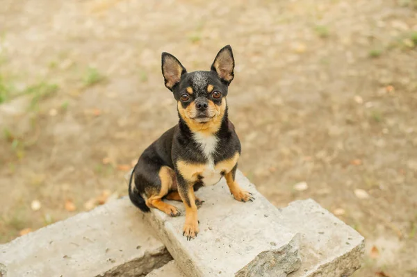 ペット犬が通りを歩いている 散歩のChihuahua犬 Chihuahua黒 茶色と白 散歩中の子犬 庭や公園で犬 よく手入れされた犬Chihuahuaミニ滑らかな髪 犬の肖像 — ストック写真